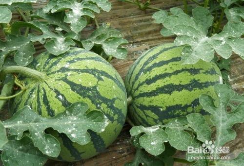 怎么挑选吃瓜,如何挑选新鲜美味吃瓜攻略  第3张